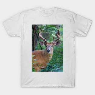 White-tailed deer Buck T-Shirt